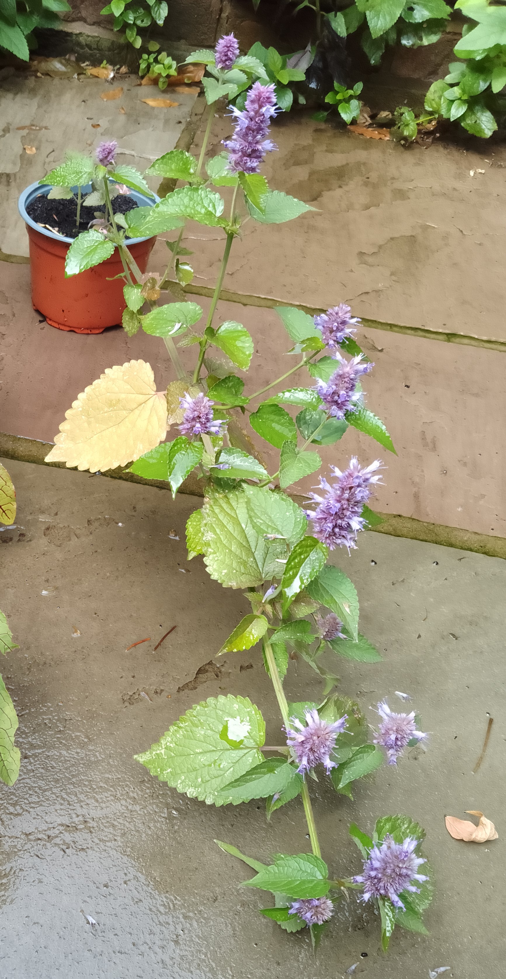 Anise Hyssop