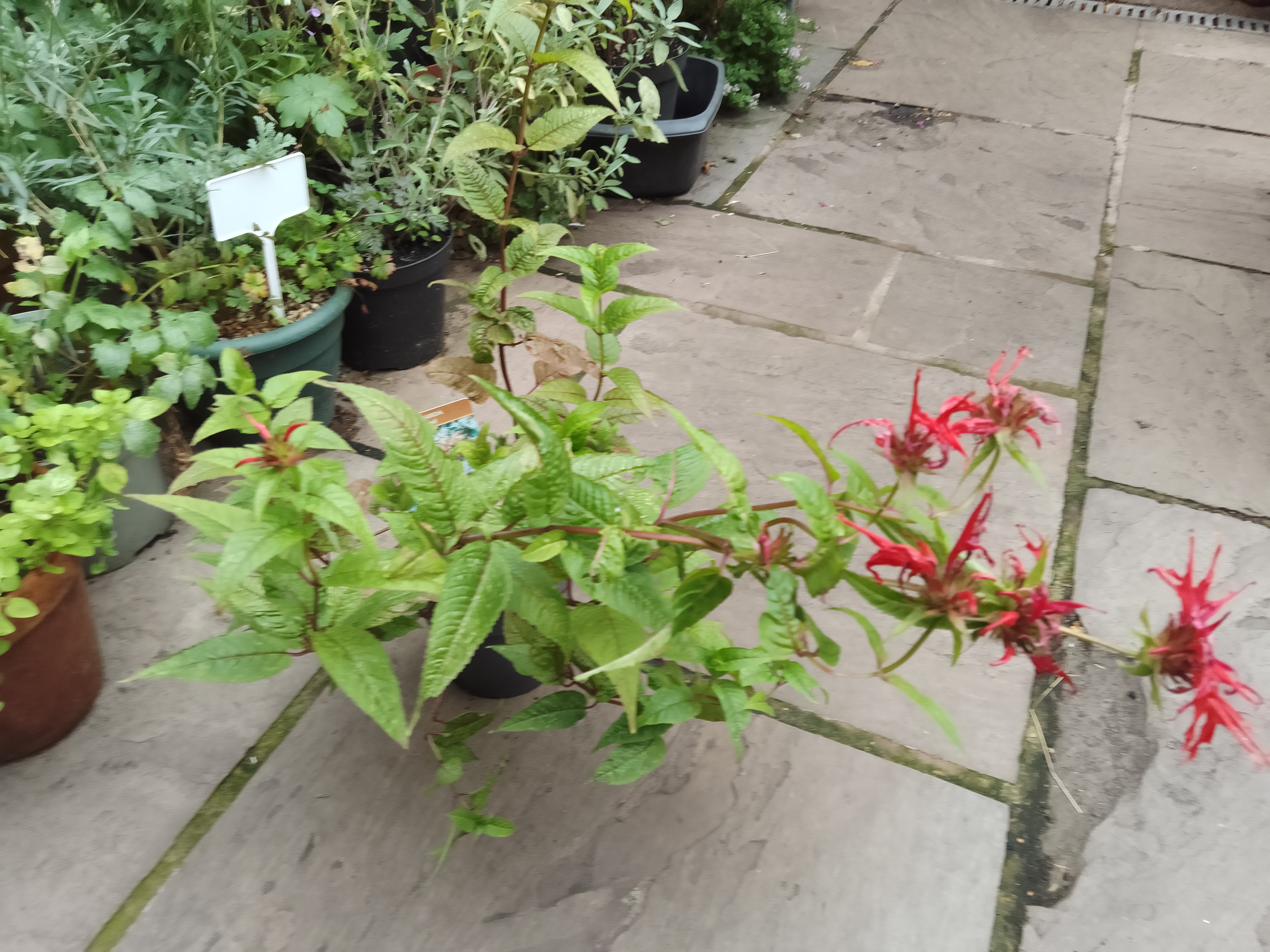 Bergamot