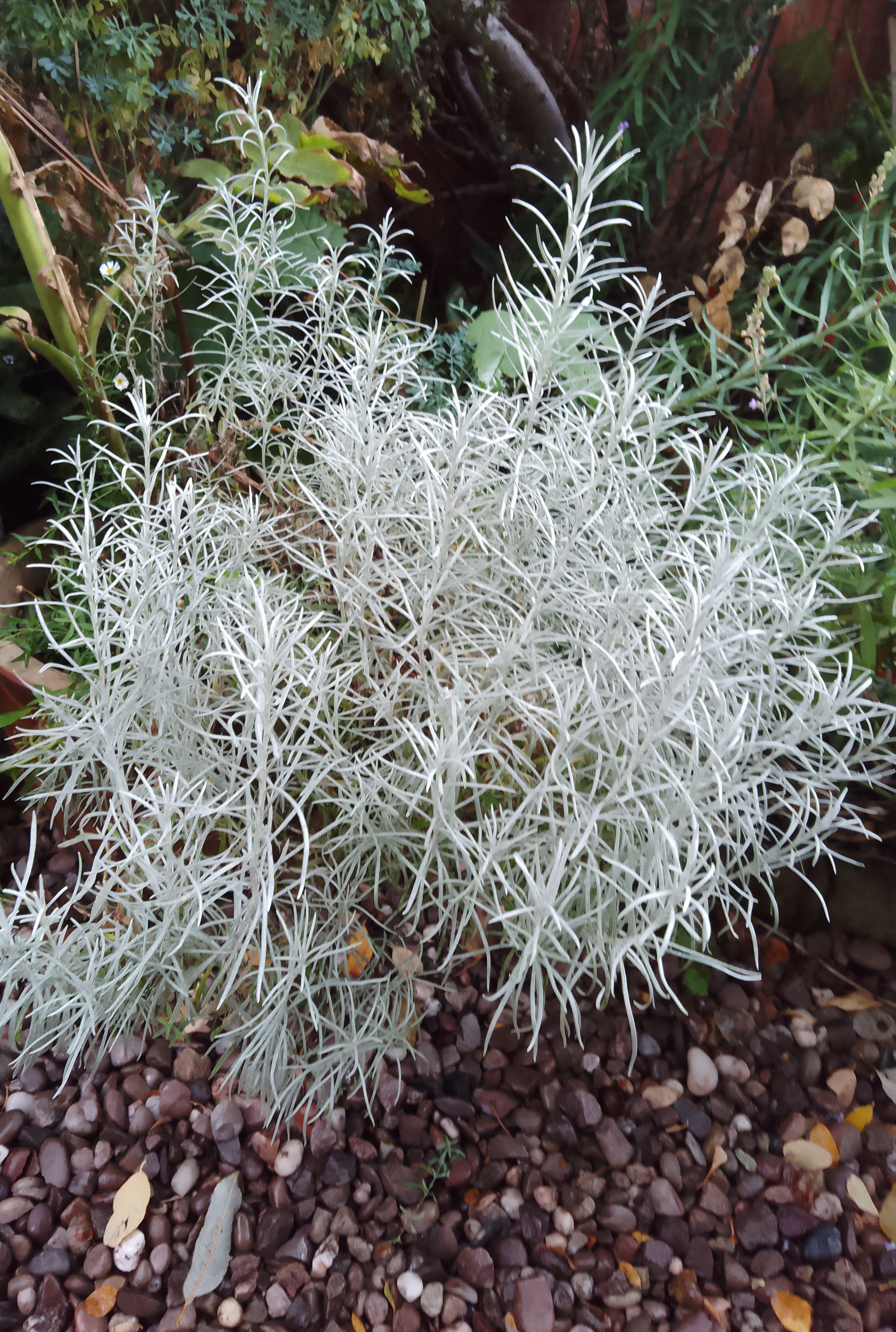 Curry plant