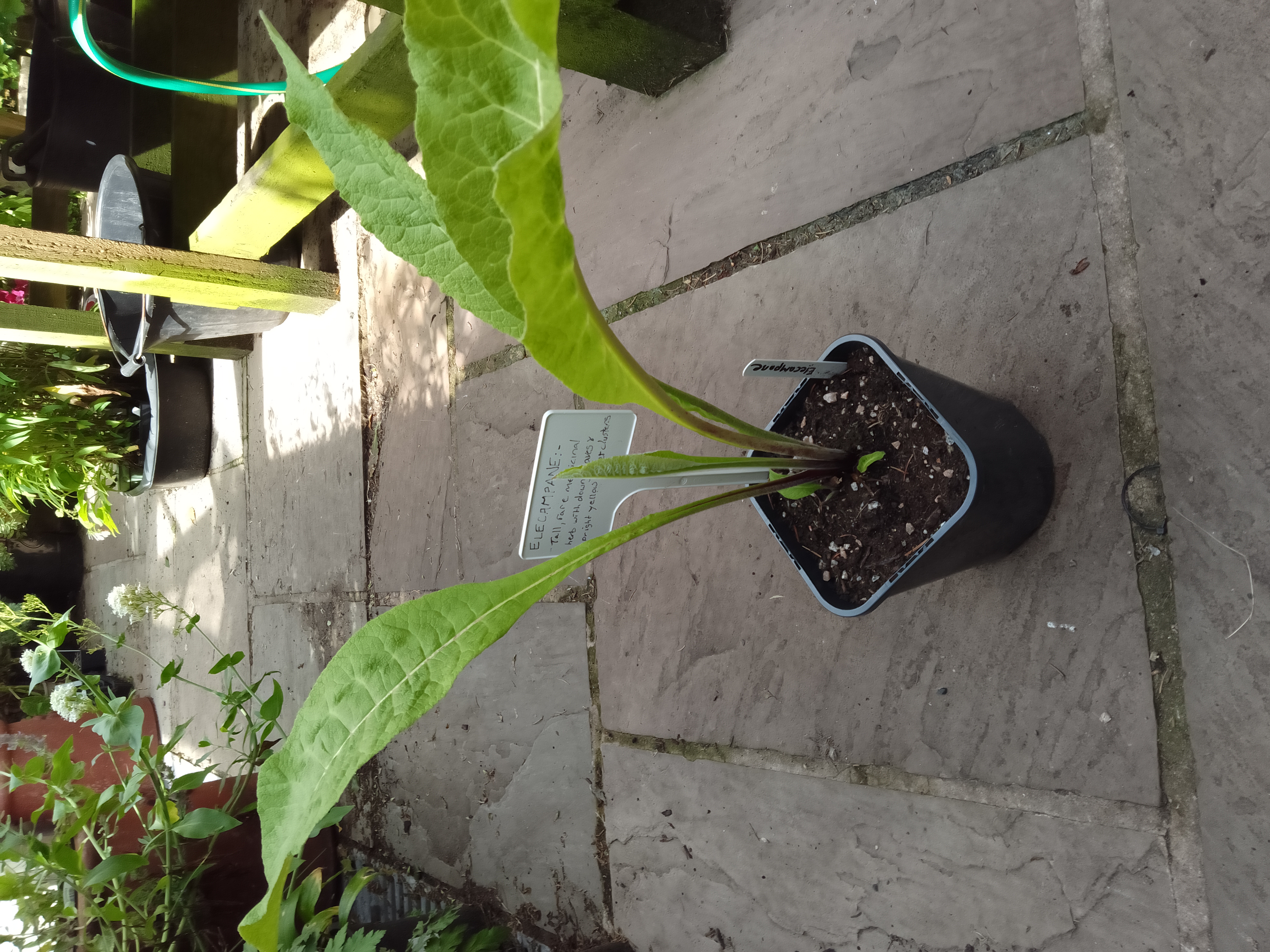 Elecampane
