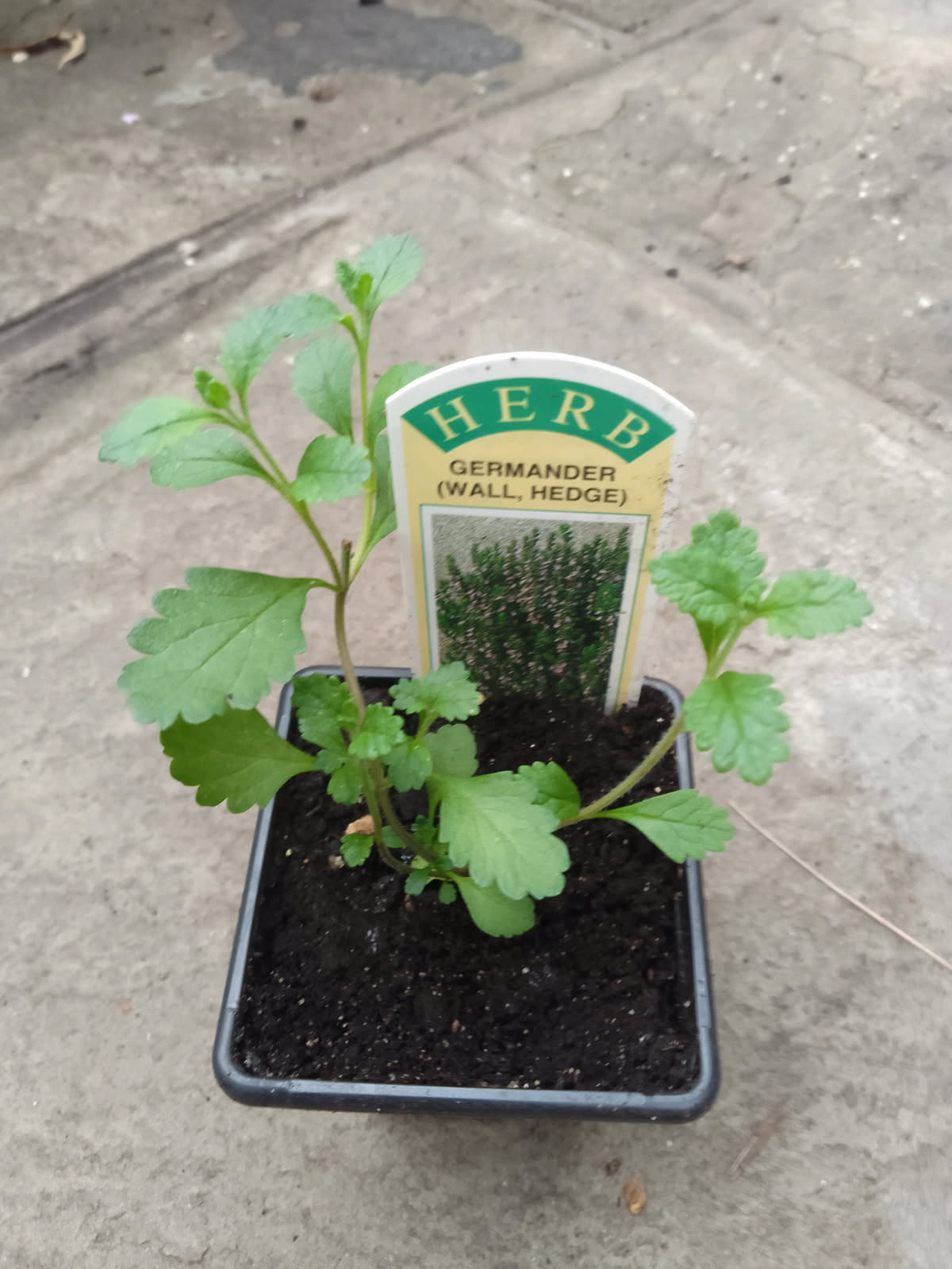 Germander