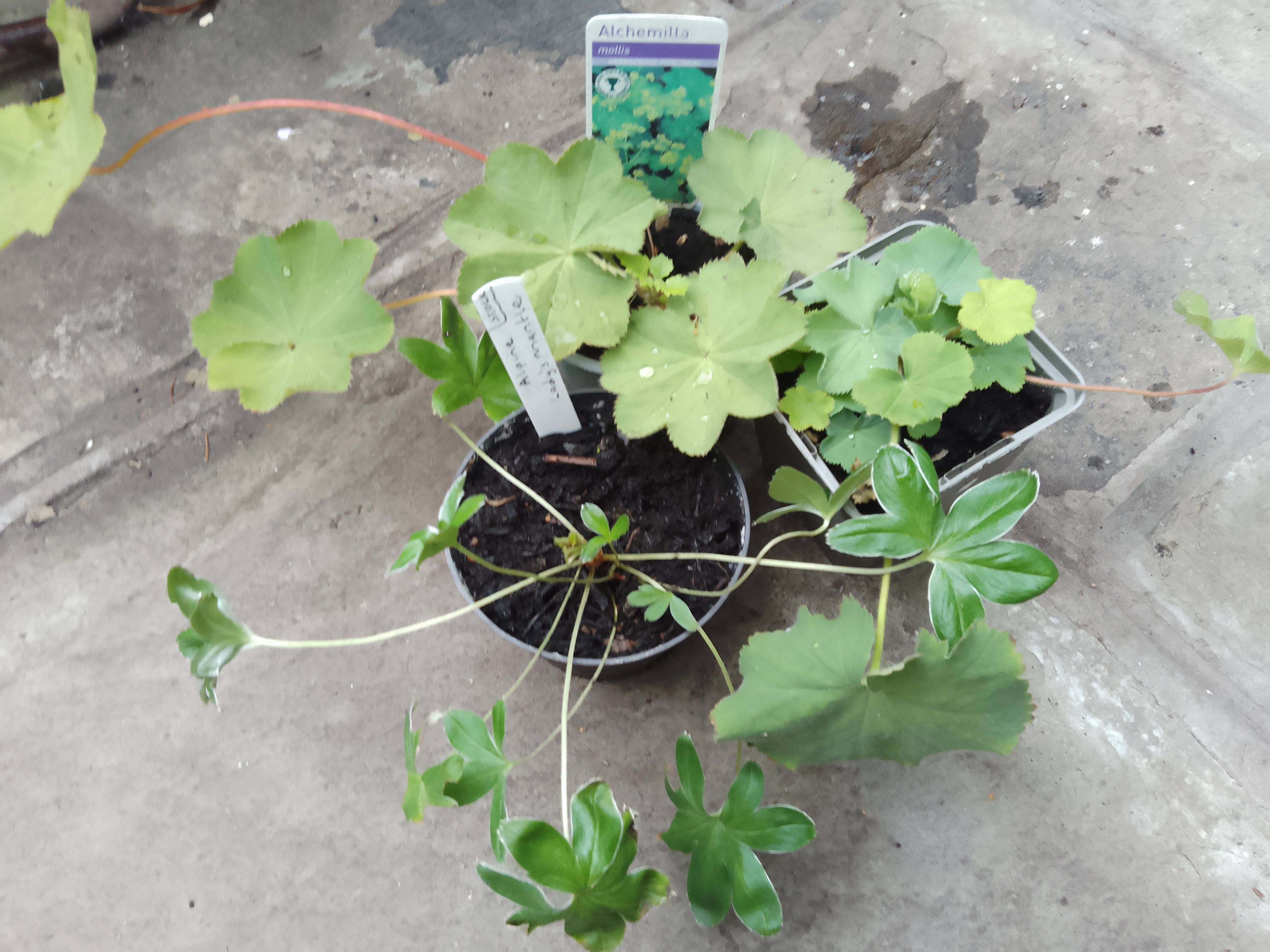 Lady's Mantle