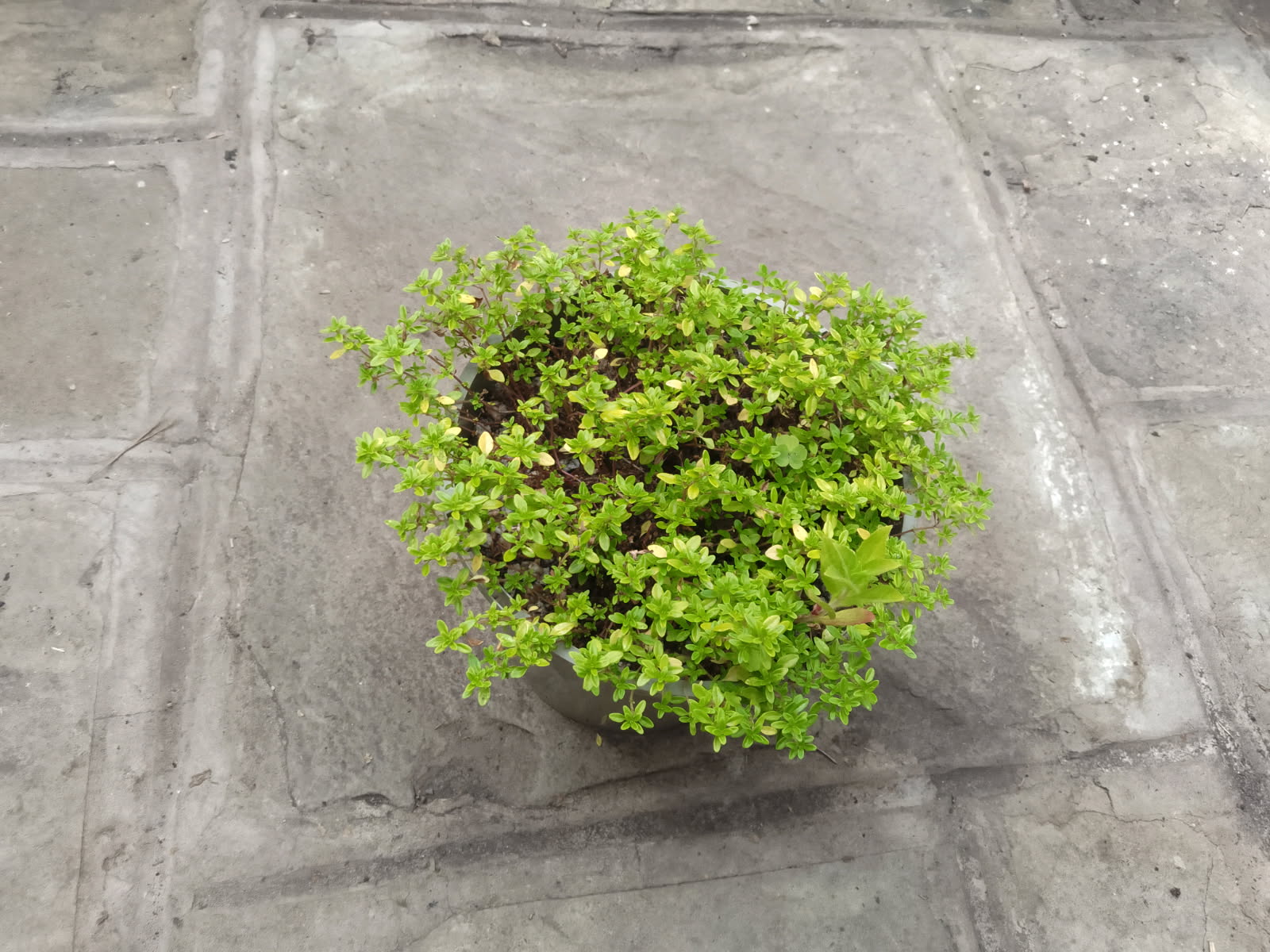 Lemon Thyme