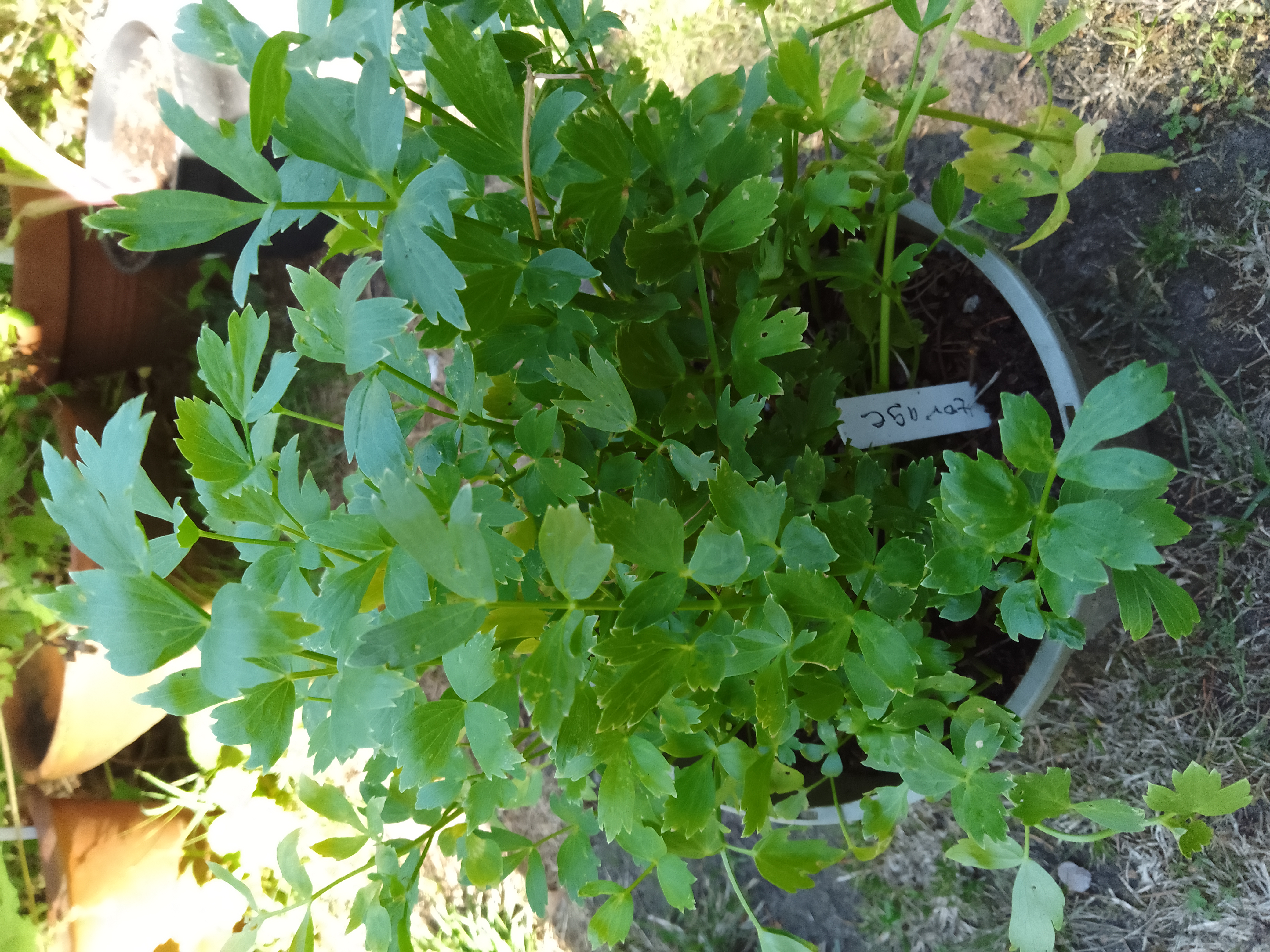 Lovage