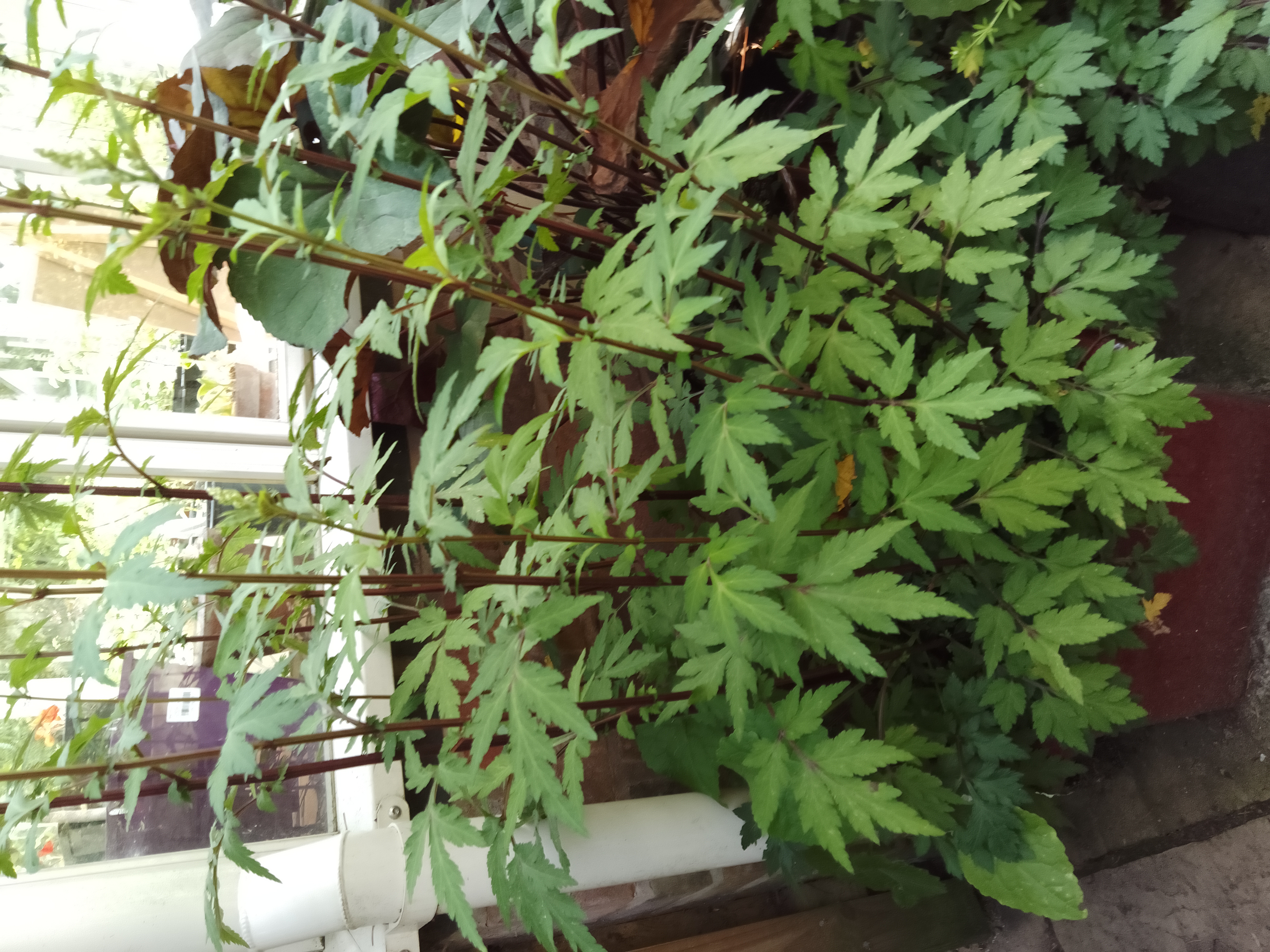 Mugwort
