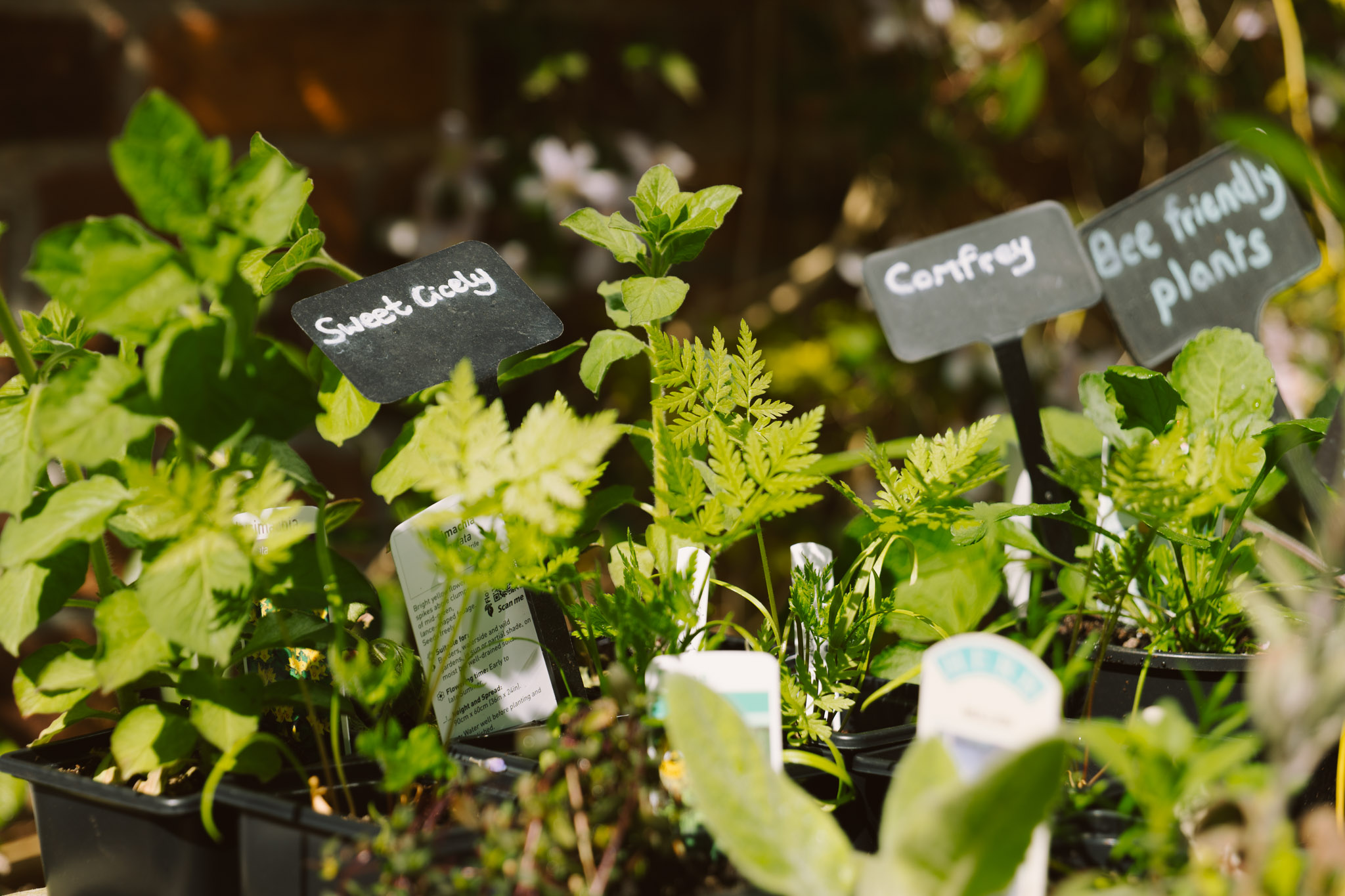 Blackbrook Herb Gardens