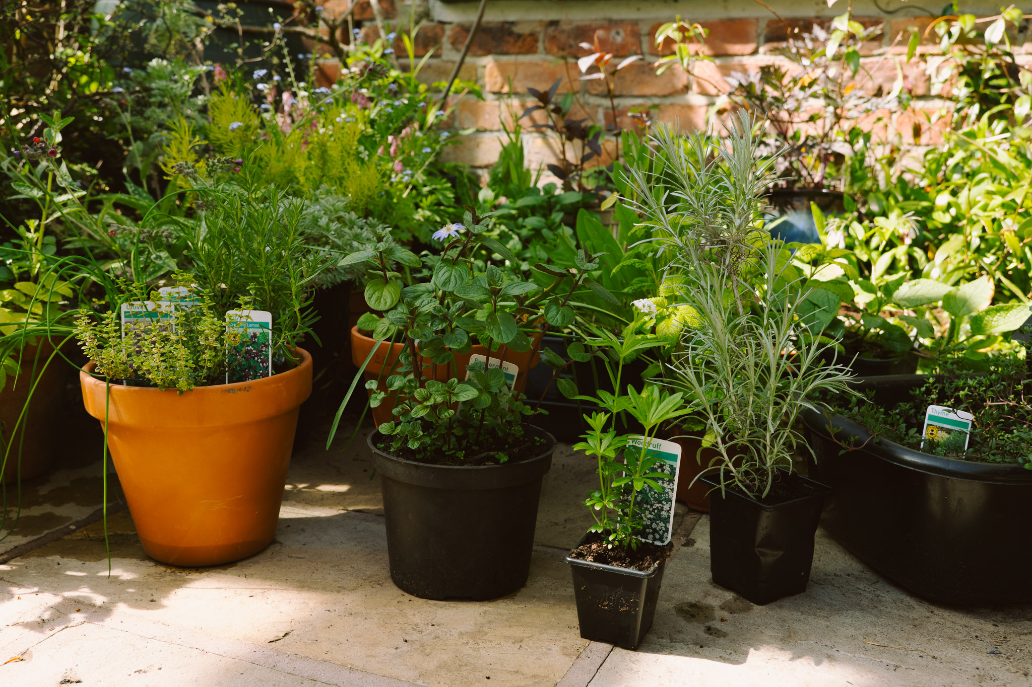 Blackbrook Herb Gardens