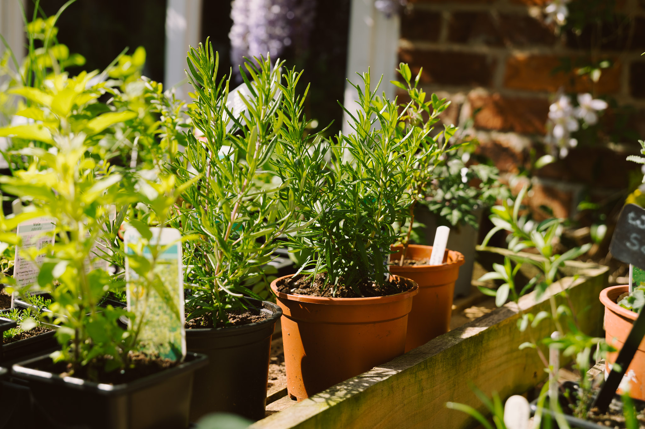 Blackbrook Herb Gardens