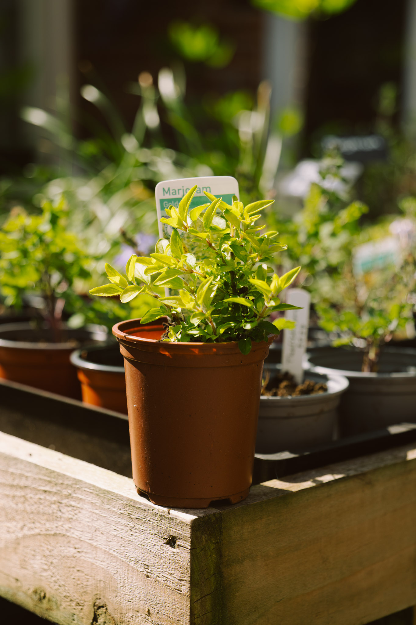 Blackbrook Herb Gardens
