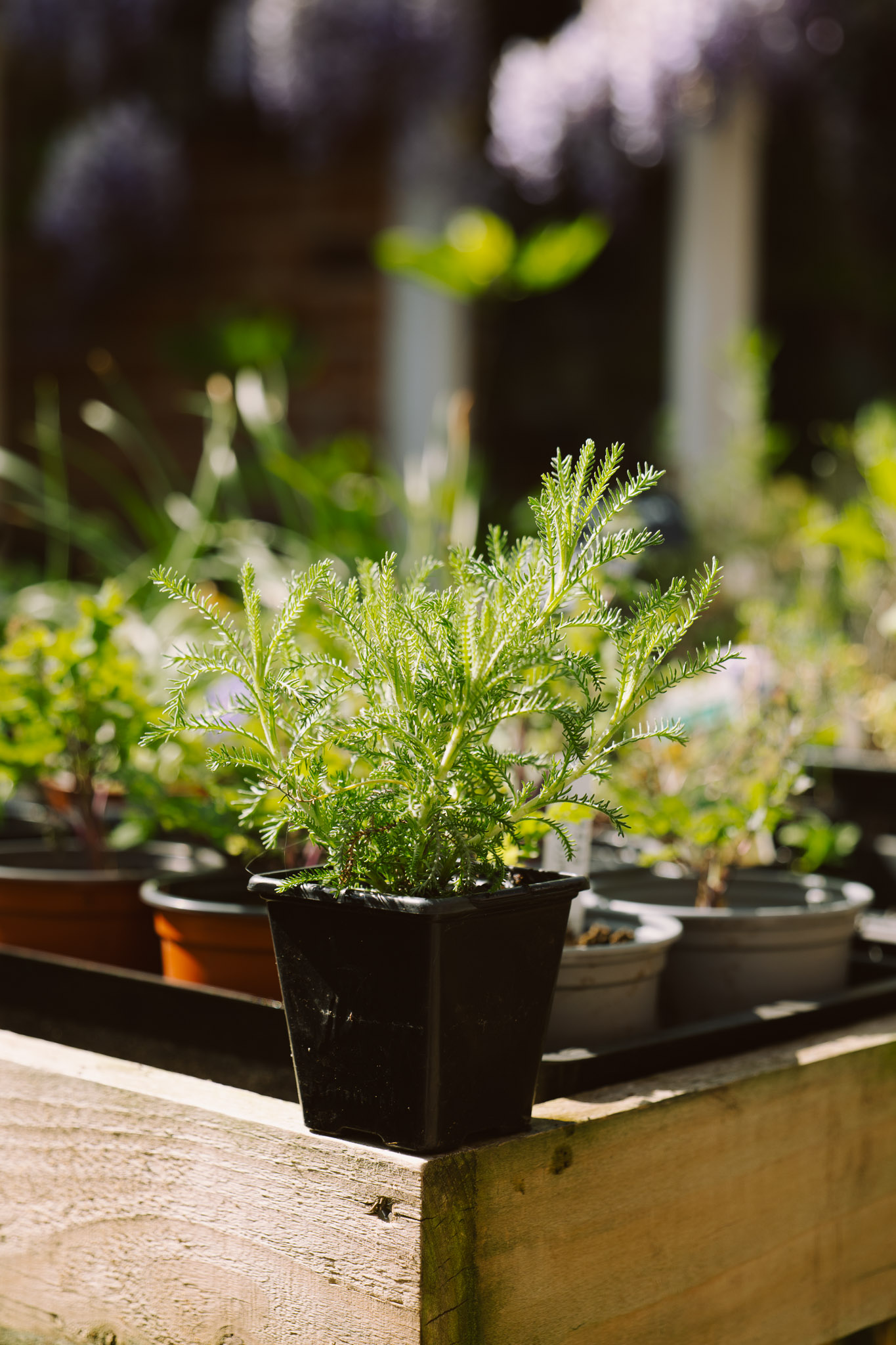 Blackbrook Herb Gardens