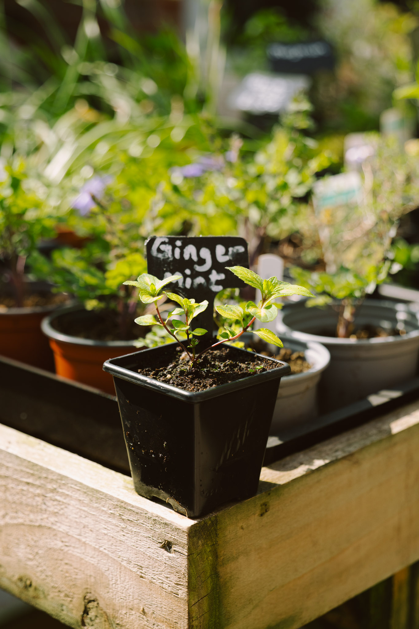 Blackbrook Herb Gardens