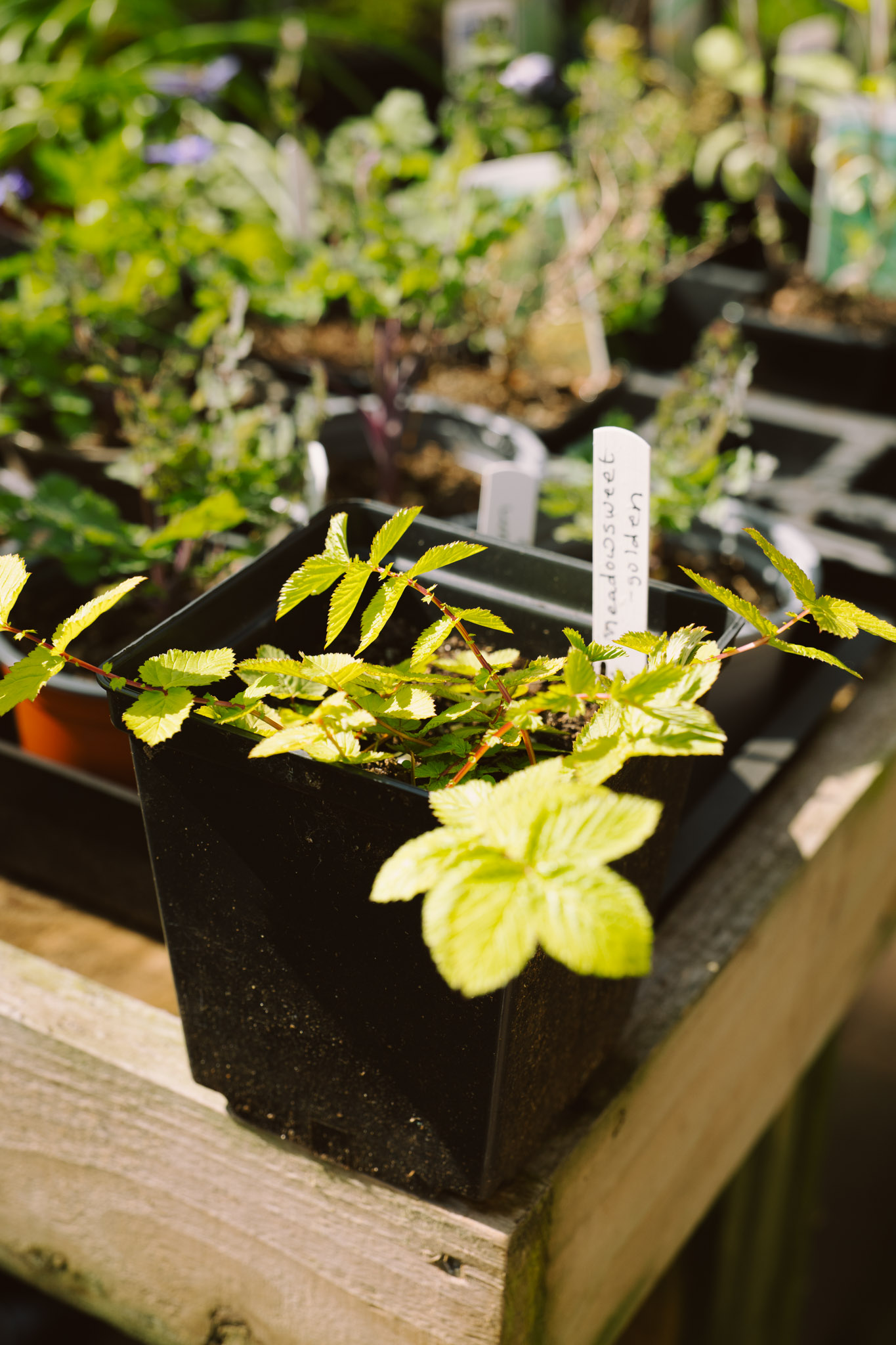 Blackbrook Herb Gardens