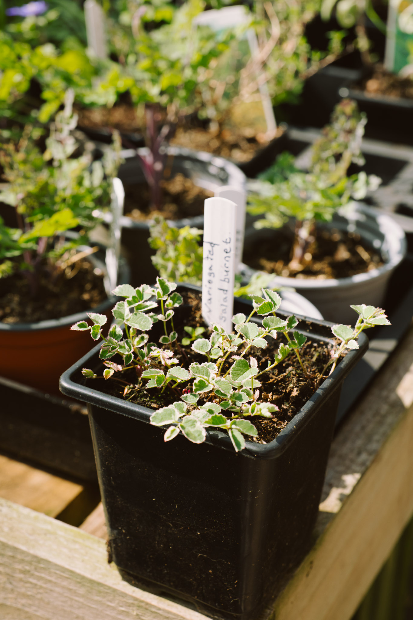 Blackbrook Herb Gardens