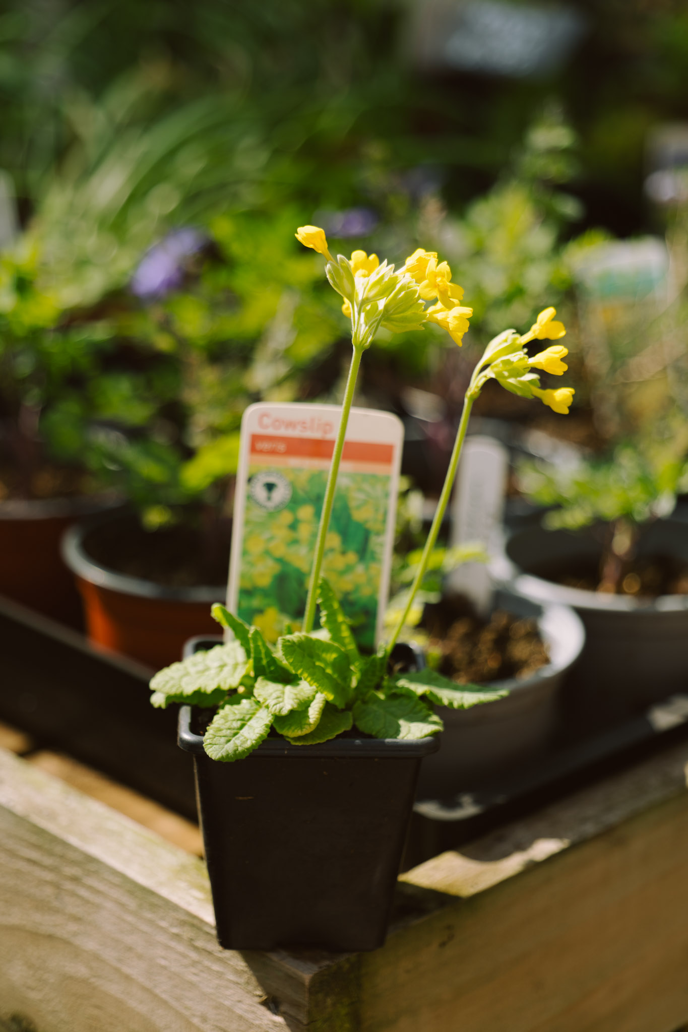 Blackbrook Herb Gardens