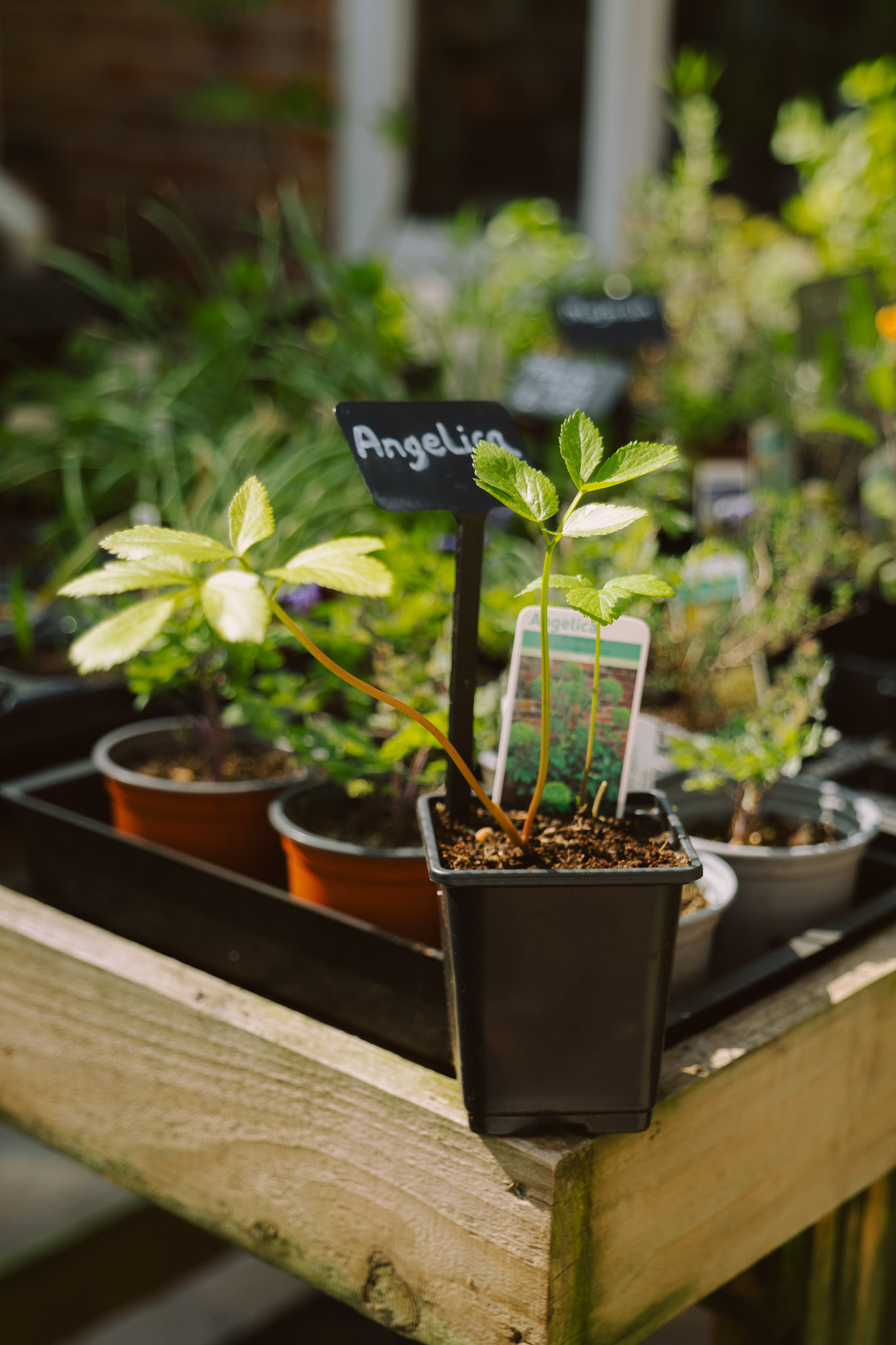Blackbrook Herb Gardens