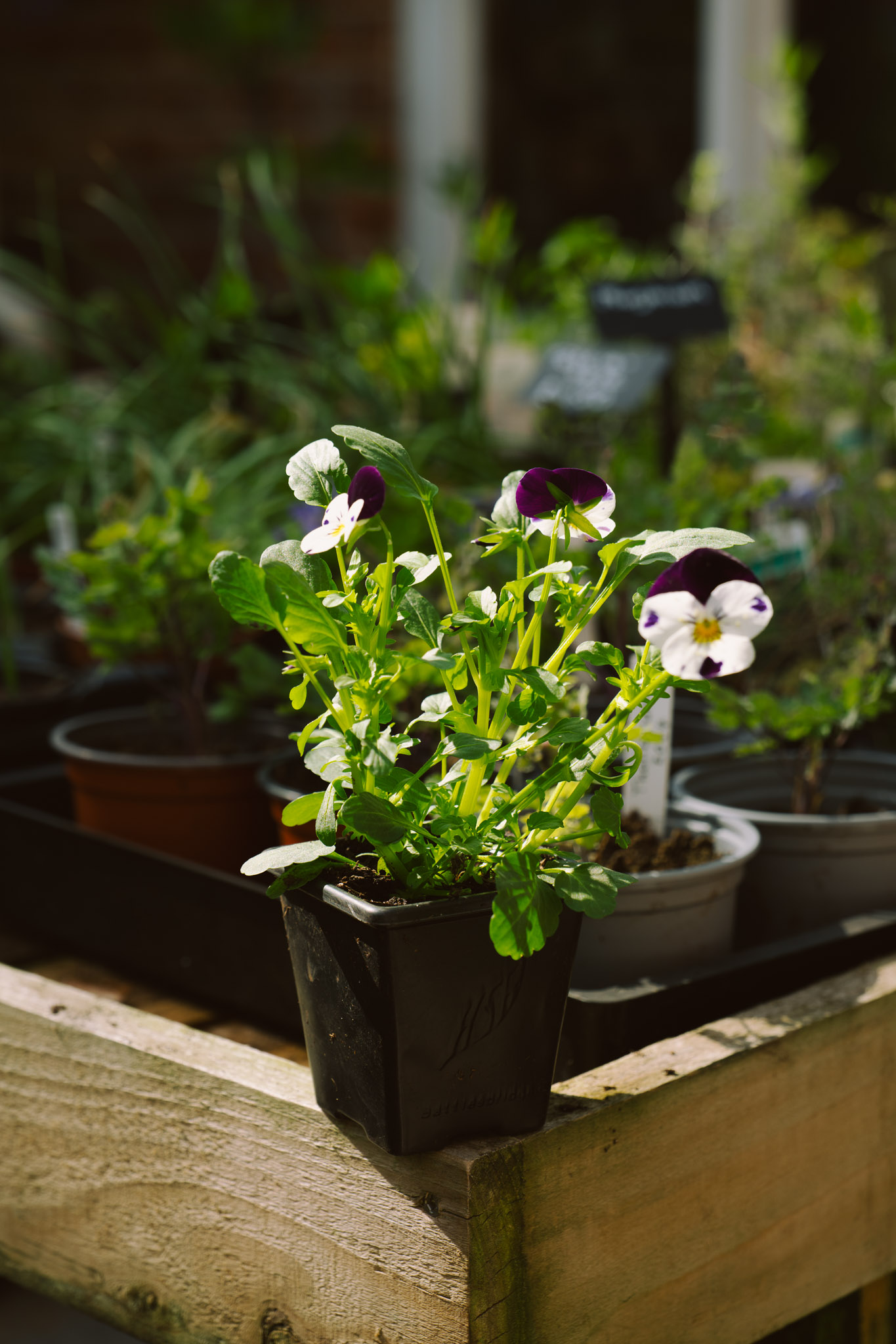 Blackbrook Herb Gardens