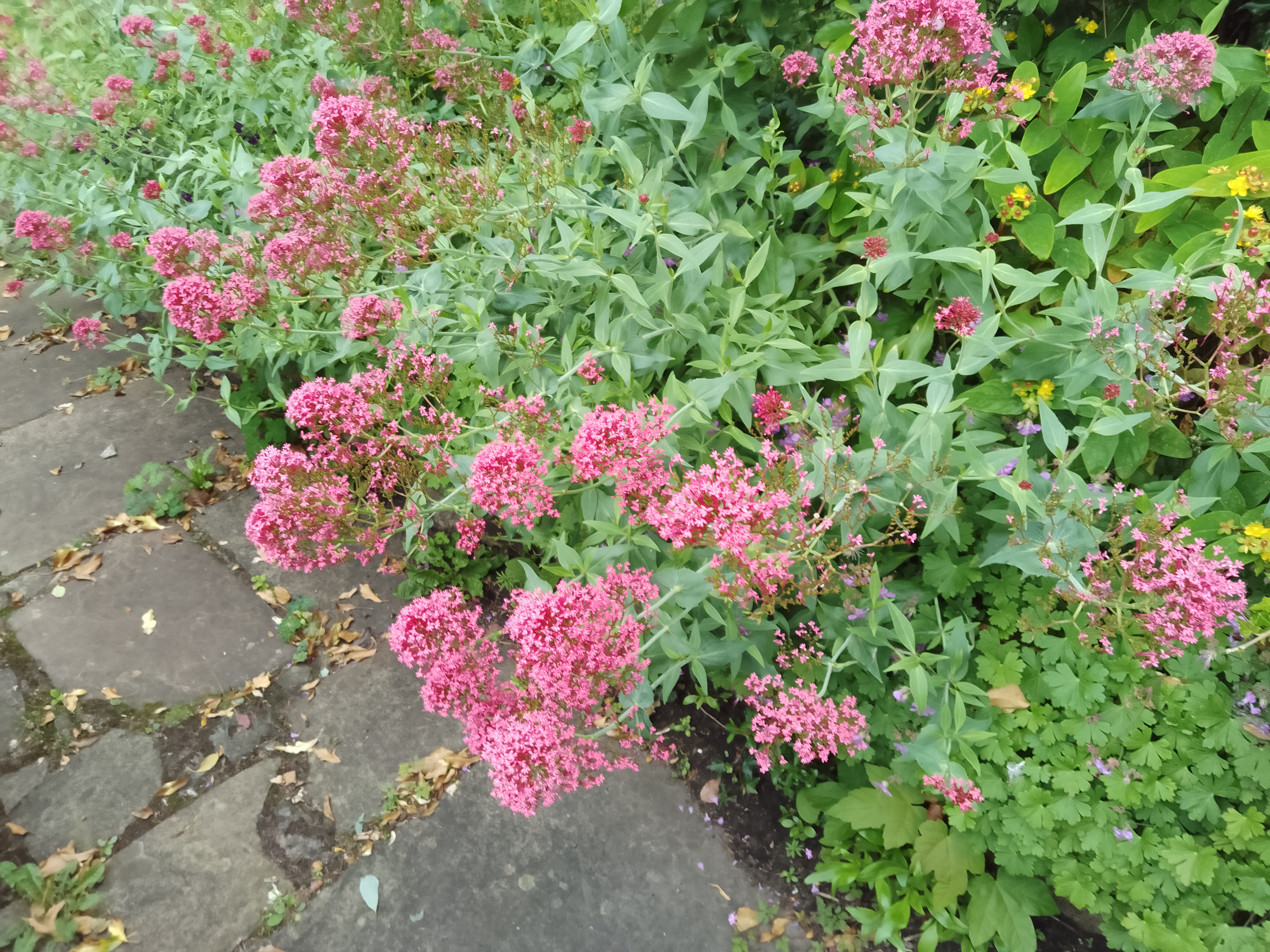 Red Valerian