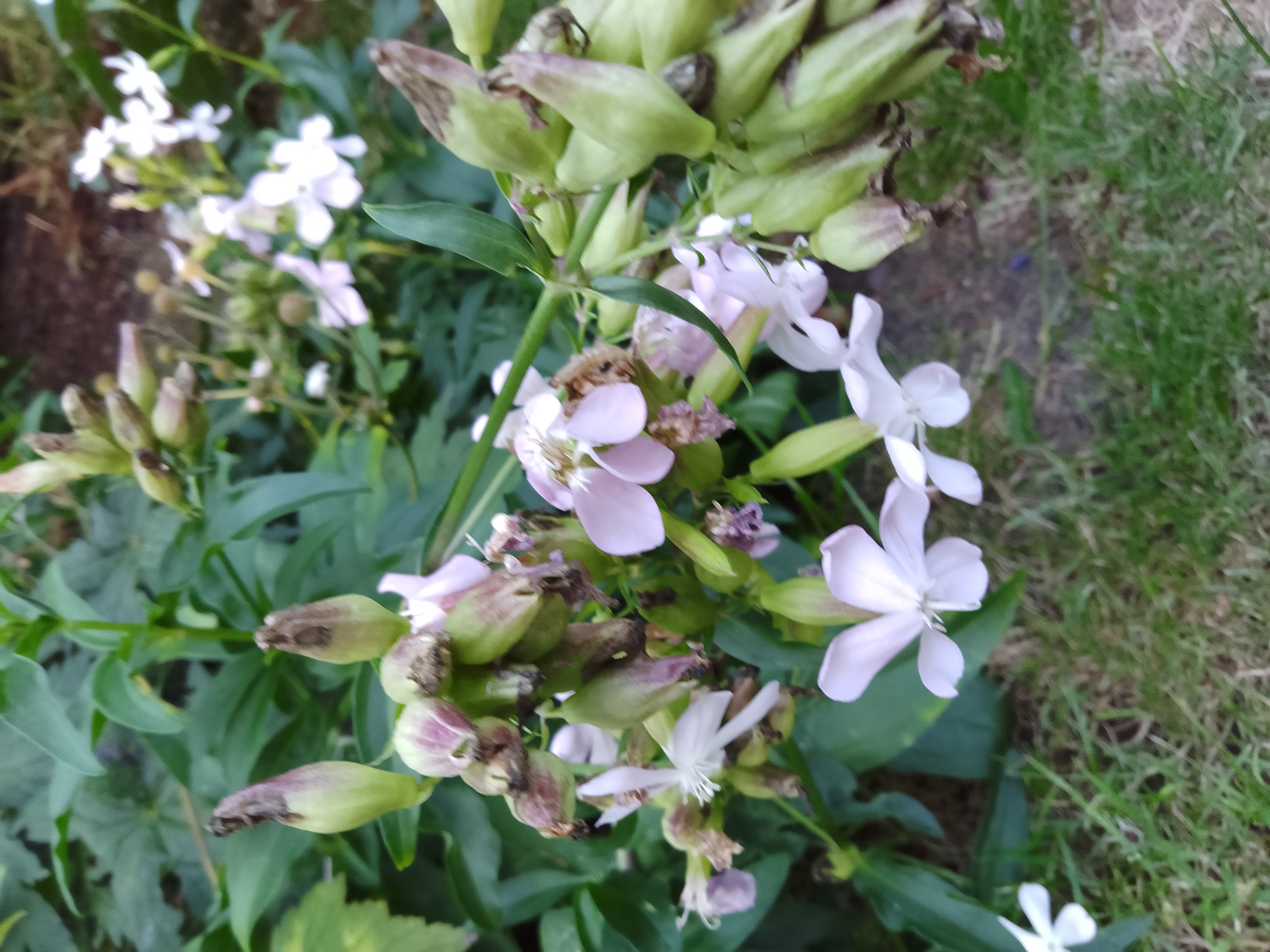 Soapwort