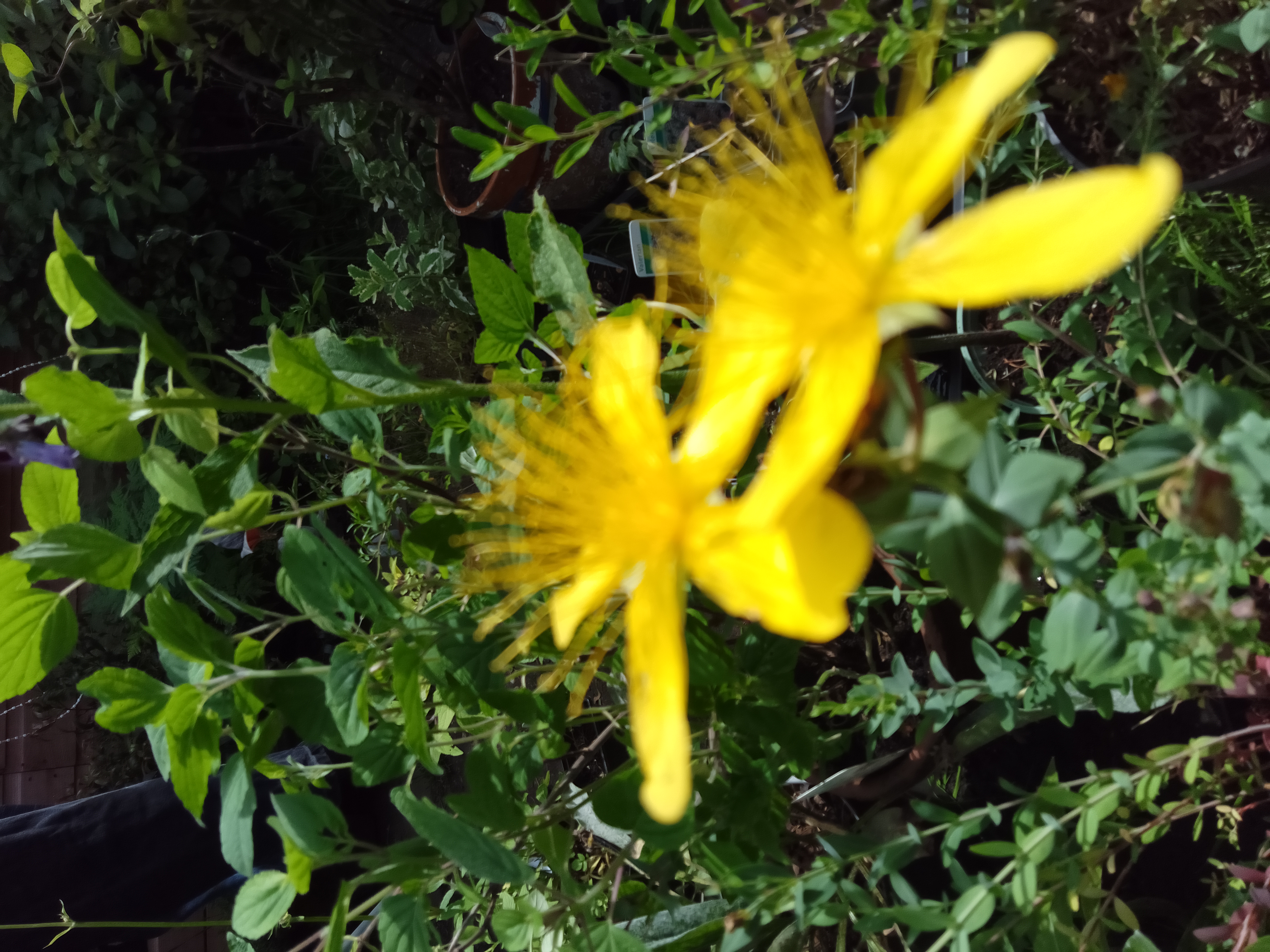 St John's Wort