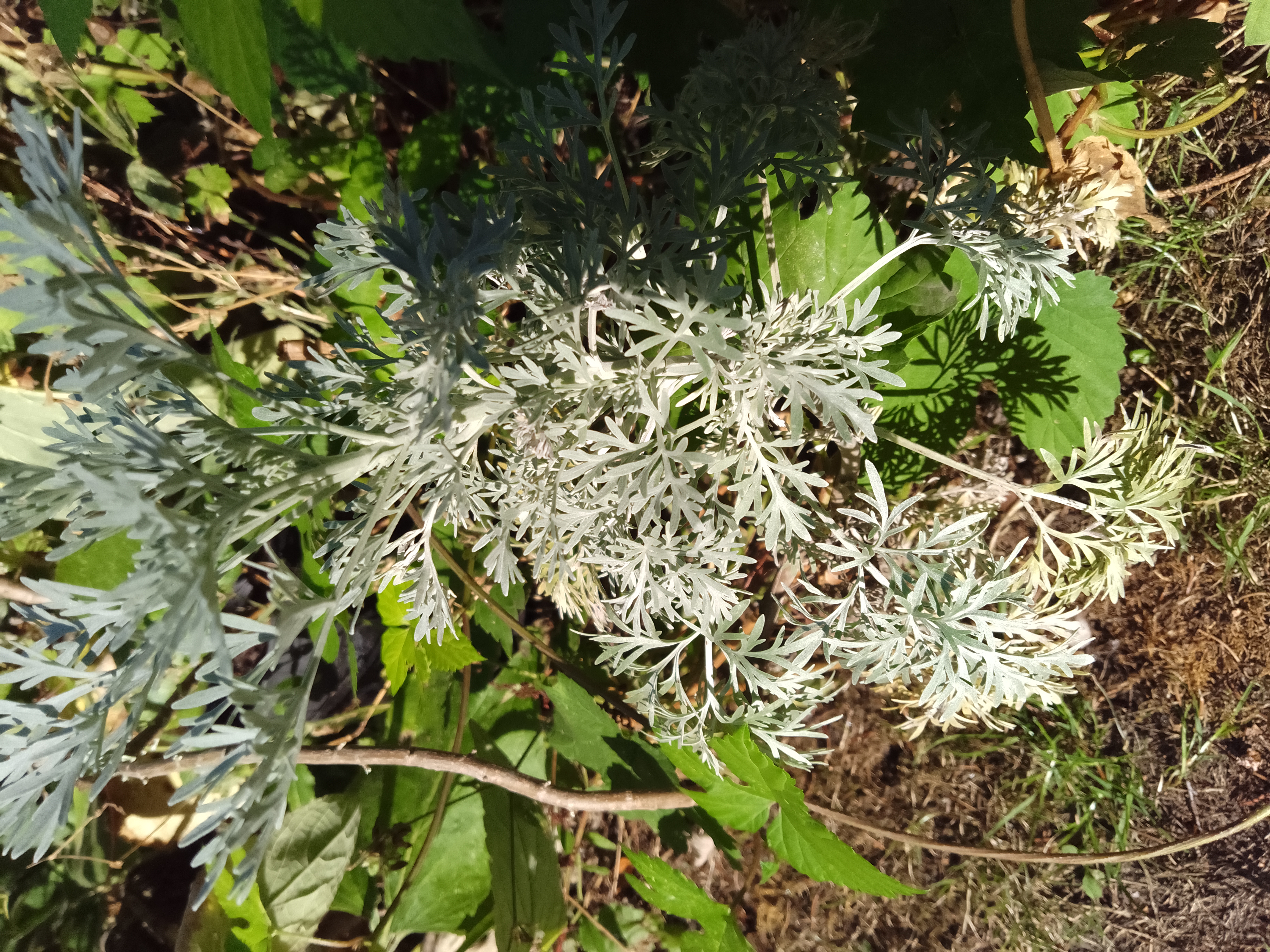 Wormwood
