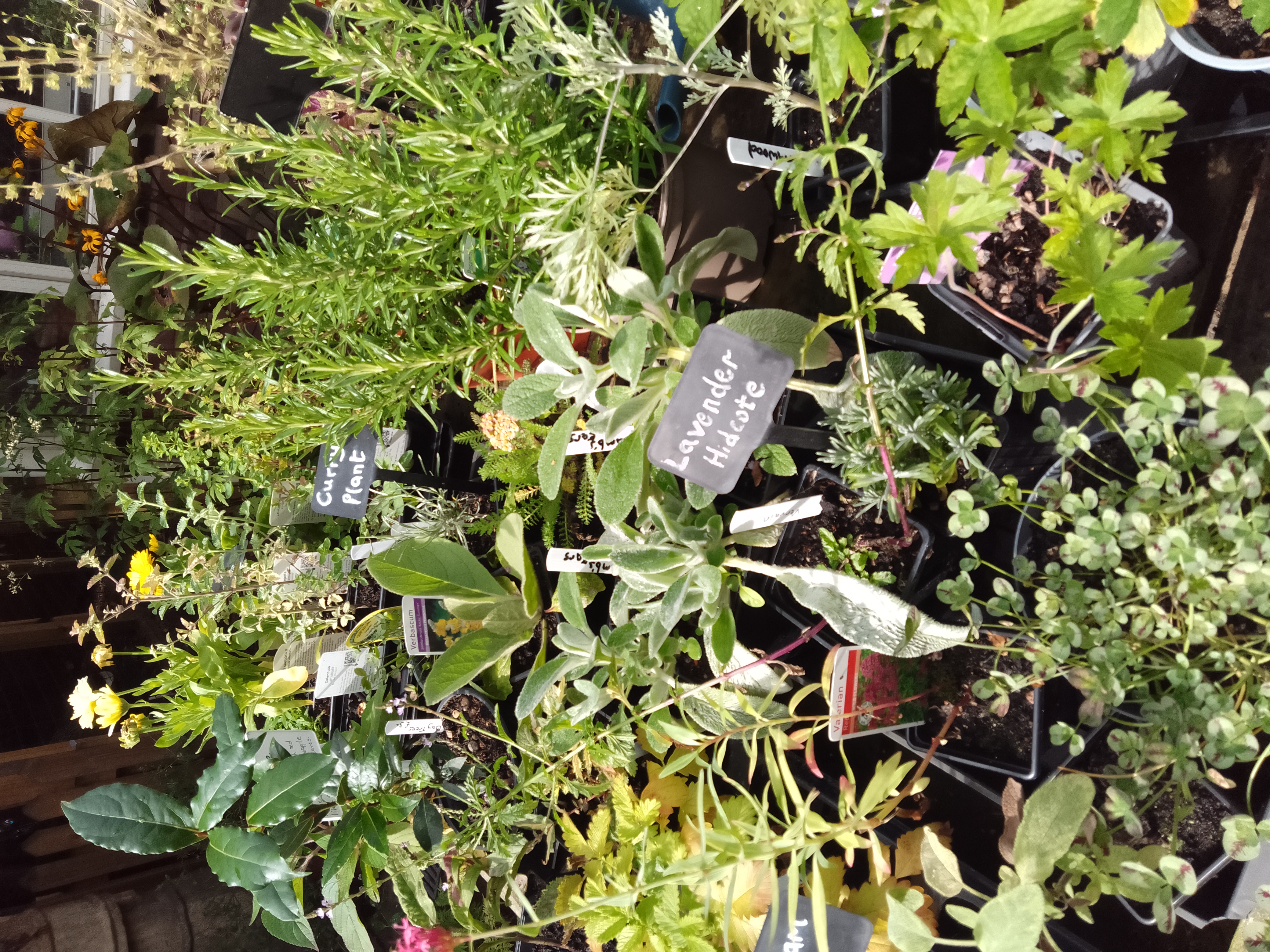 drought minded plants