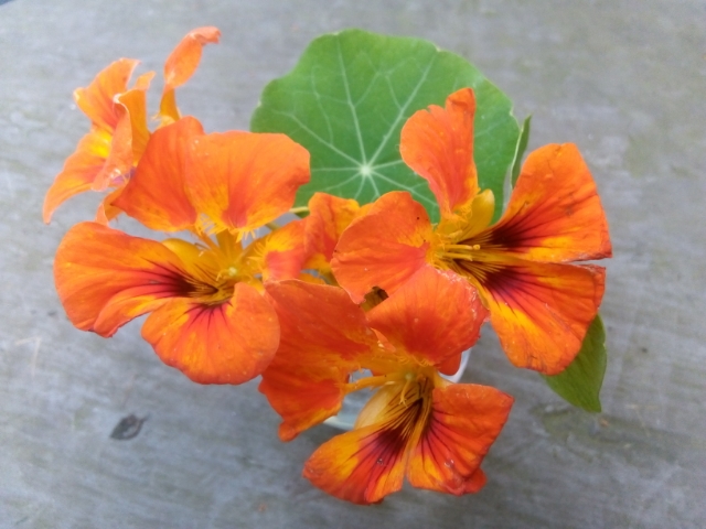 Nasturtium