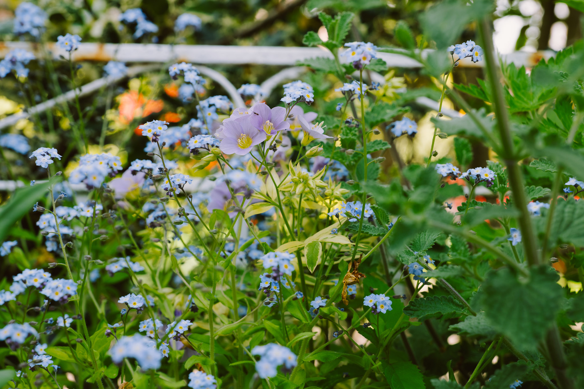 Blackbrook Herb Gardens